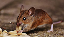 24 Hour & Emergency Exterminators in Lakewood, NM